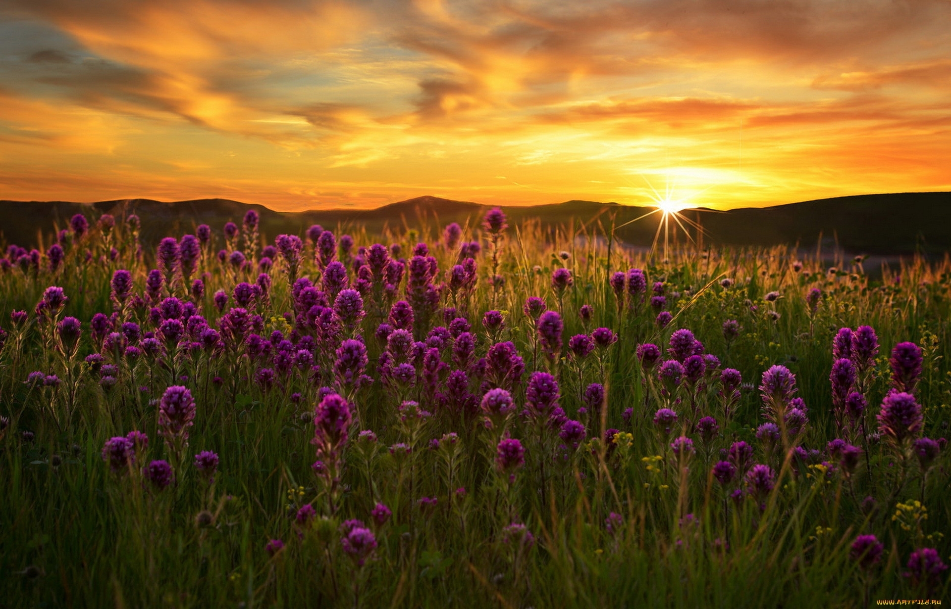Flower sunset. Фиолетовые цветы. Поле цветов. Фиолетовые полевые цветы. Поле с фиолетовыми цветами.
