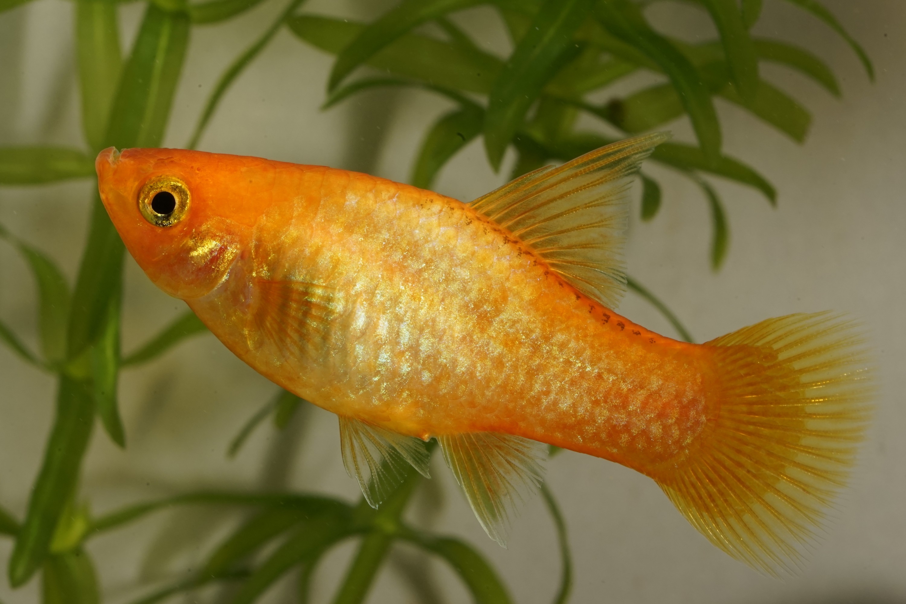 Оранжевая аквариумная рыбка. Пецилия Золотая Комета. Пецилия Сансет ситцевая. Рыбка Пецилия Сансет. Пецилия оранжевая Золотая.