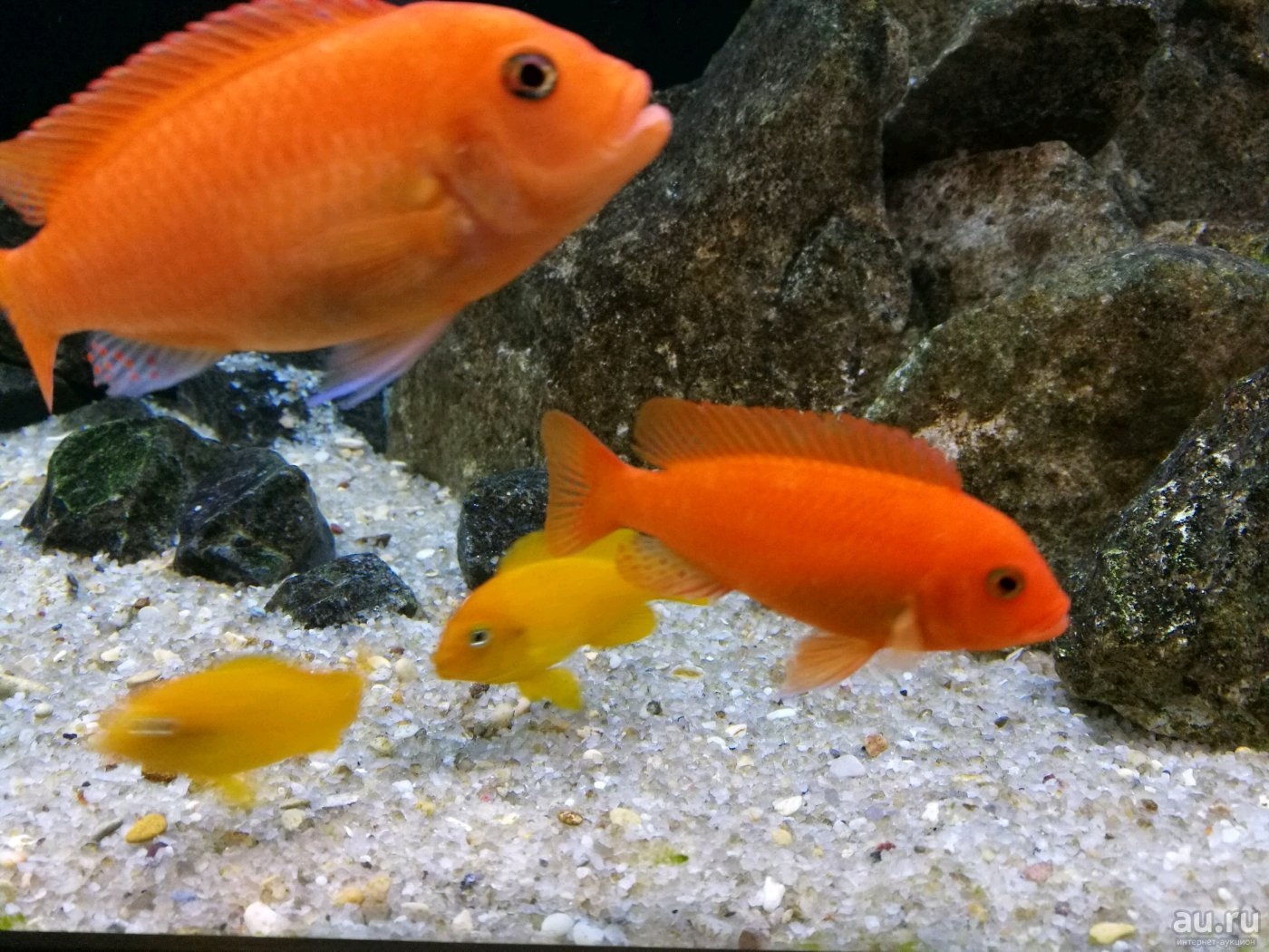 Оранжевая аквариумная рыбка. Псевдотрофеус Зебра красная. Цихлида Псевдотрофеус Зебра красная. Цихлида Псевдотрофеус Зебра. Цихлиды Псевдотрофеус Зебра.