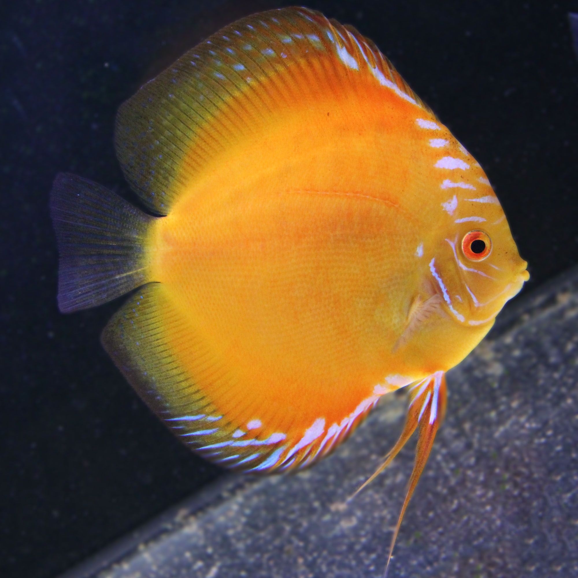 Оранжевая аквариумная рыбка. Дискус оранжевый. Дискус оранжевый рыба. Дискусы оранжевые. Дискус Валентины оранжевые.