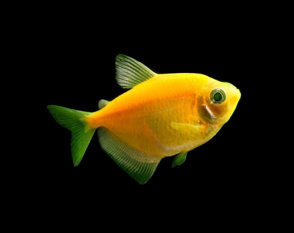 Оранжевая аквариумная рыбка. Тернеция Glofish оранжевая. Рыбки Тернеция гло. Тернеция гло желтая.