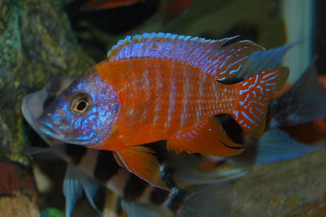 Оранжевая аквариумная рыбка. Аулонокара Ньяса. Аулонокара Ньяса Рубин. Аулонокара Ньяса красная. Аулонокара Ньяса синяя.