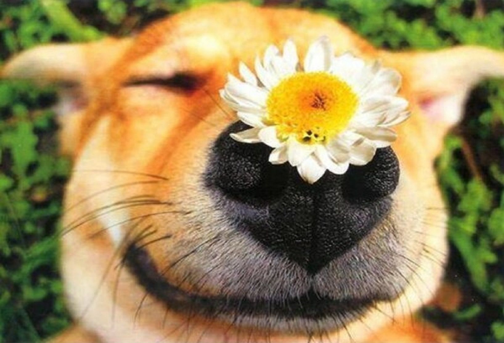 Картинки с добрым с животными. Позитивные цветочки. Дарю цветочек. Собака в ромашках. Радостное настроение.