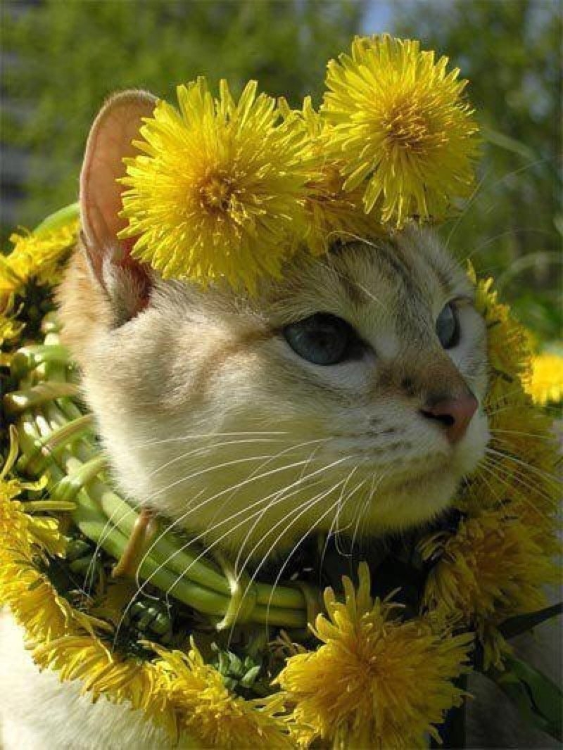 Фото хорошего настроения. Кошка в венке из цветов. Кошка в одуванчиках. Летний кот. Кот и одуванчик.