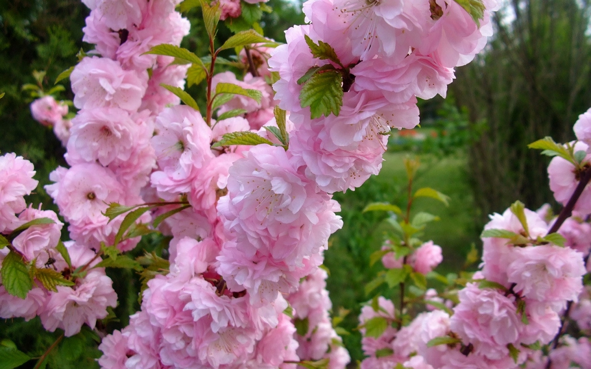 Розовые цветущие кустарники весной. Миндаль трехлопастный луизеания. Сакура (миндаль трехлопастной). Сакура луизеания. Луизеания (миндаль трехлопастный, Сакура).