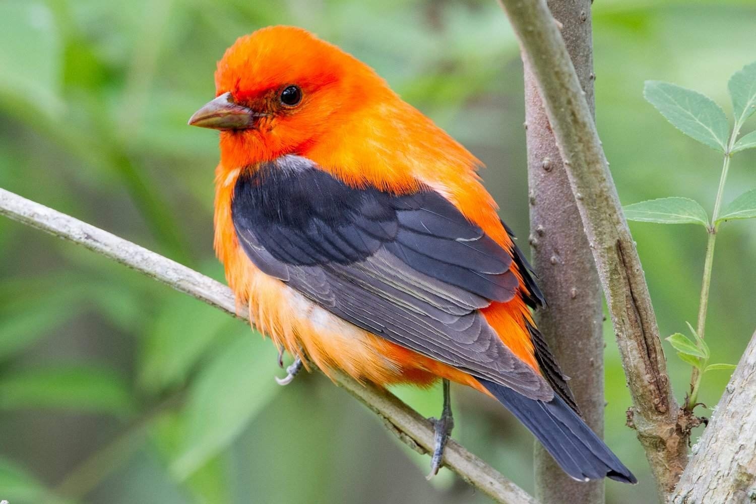 Маленькая черно оранжевая птичка. Огненный мухоед птица. Амазонский Королевский мухоед. Танагра птица оранжевая. Рыжая танагра.