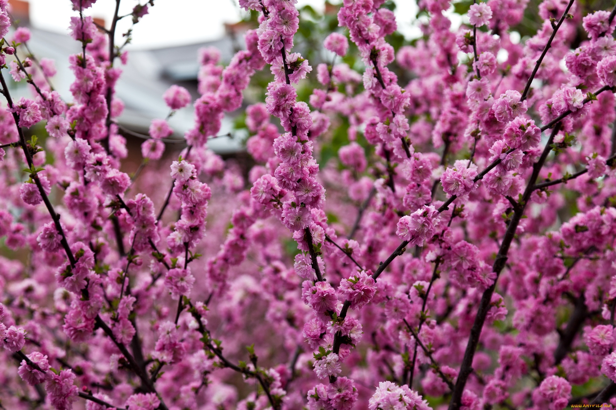 Цветет розовыми цветочками. Кустарники цветущие весной. Розовый кустарник. Розовый кустарник Цветущий. Кусты цветущие весной.