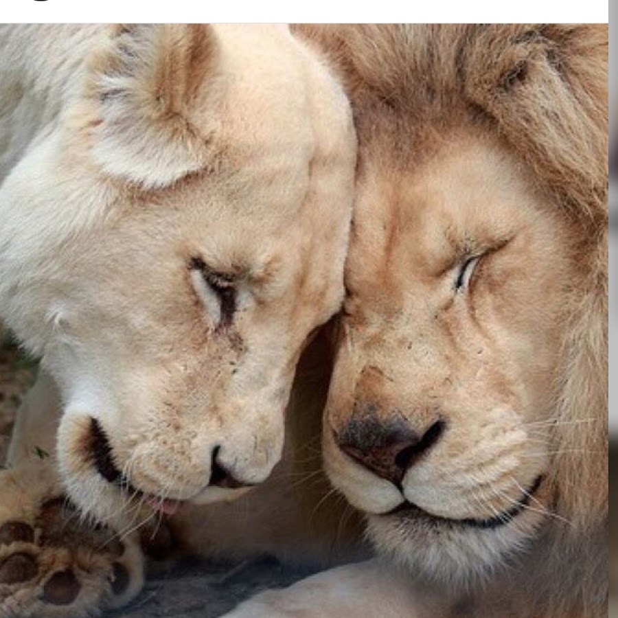Любовный лев неделя. Лев и львица. Львы любовь. Пары животных. Львы нежность.