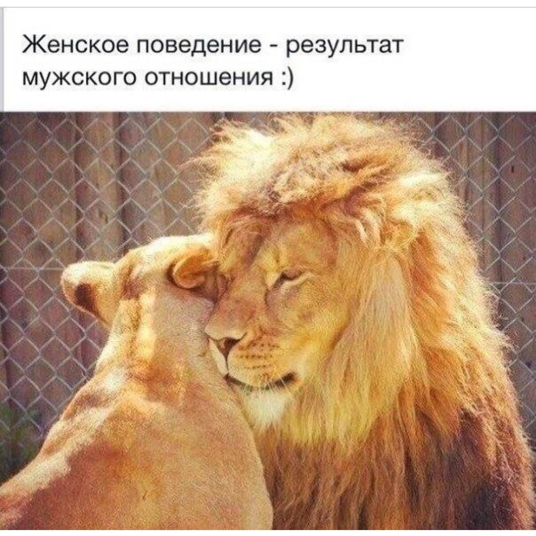 Лев будет твоим. Статусы про Льва. Лев надпись. Лев и львица любовь. Доброе утро Лев.