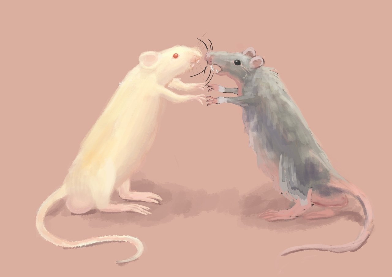 Мыши пара