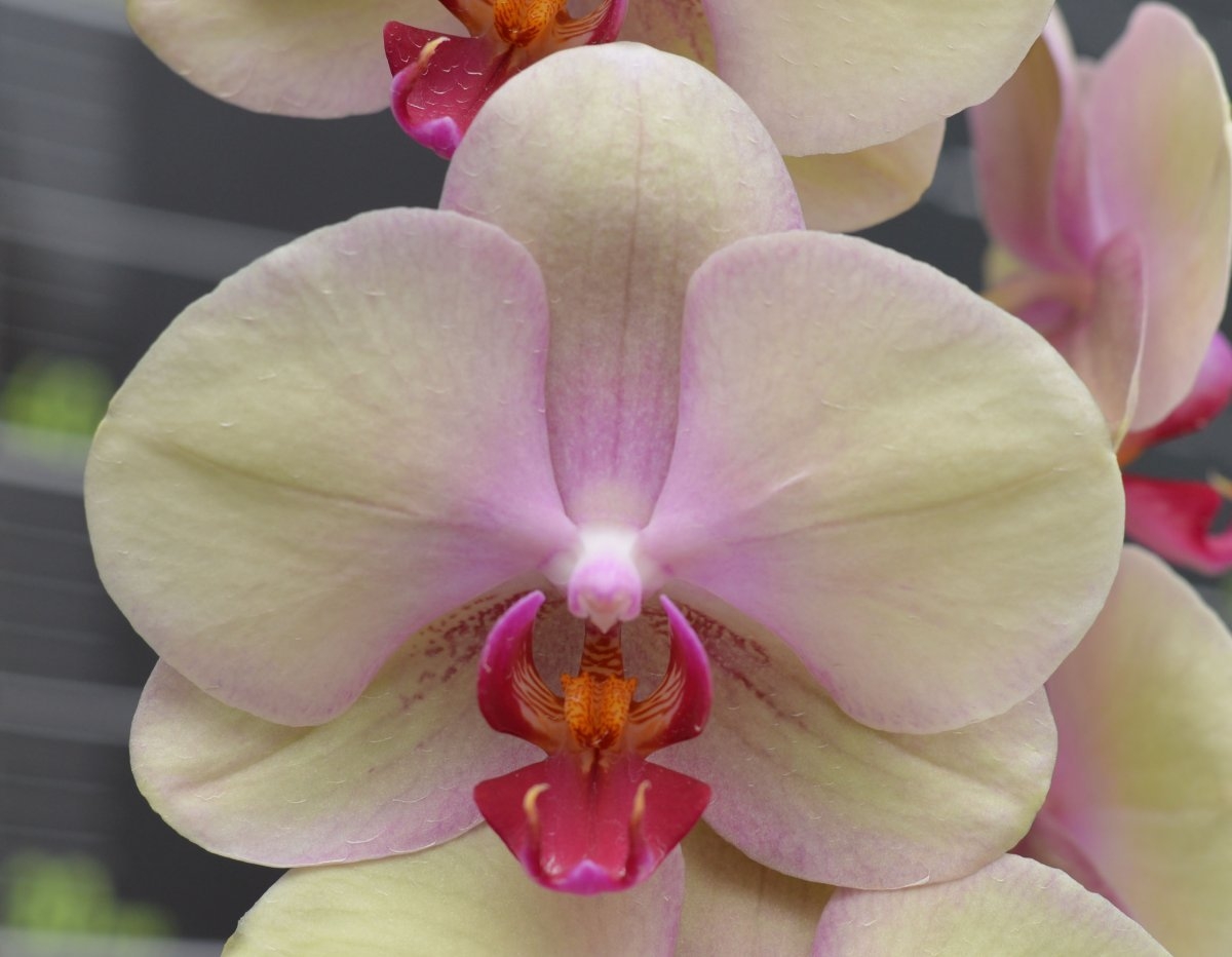 Орхидея фаленопсис феррара фото