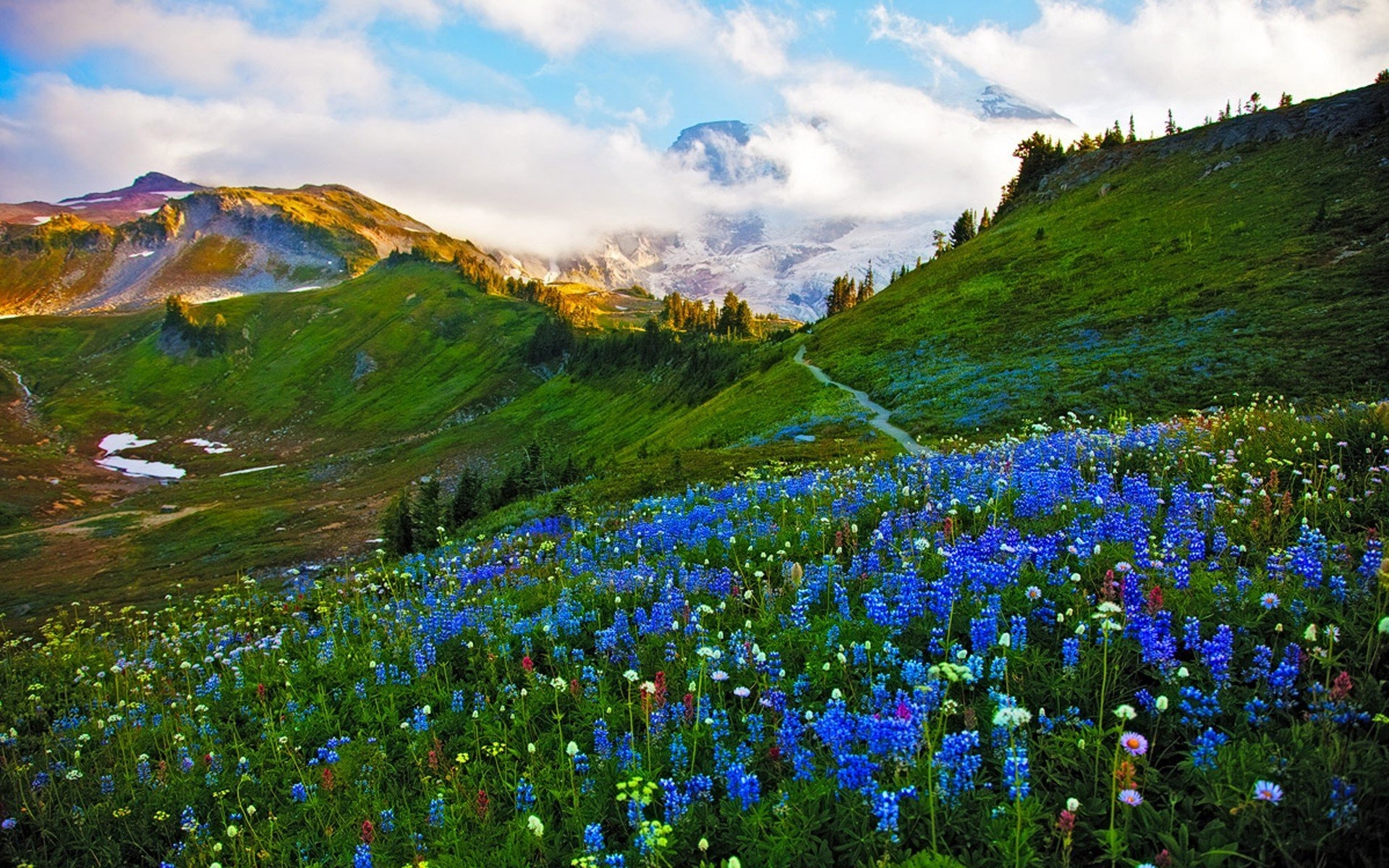 Синий цветок на лугу. Луга Алтая горный Алтай. Альпийские Уральские Луга. Горы Алтая Альпийские Луга. Цветущие Альпийские Луга Алтая.