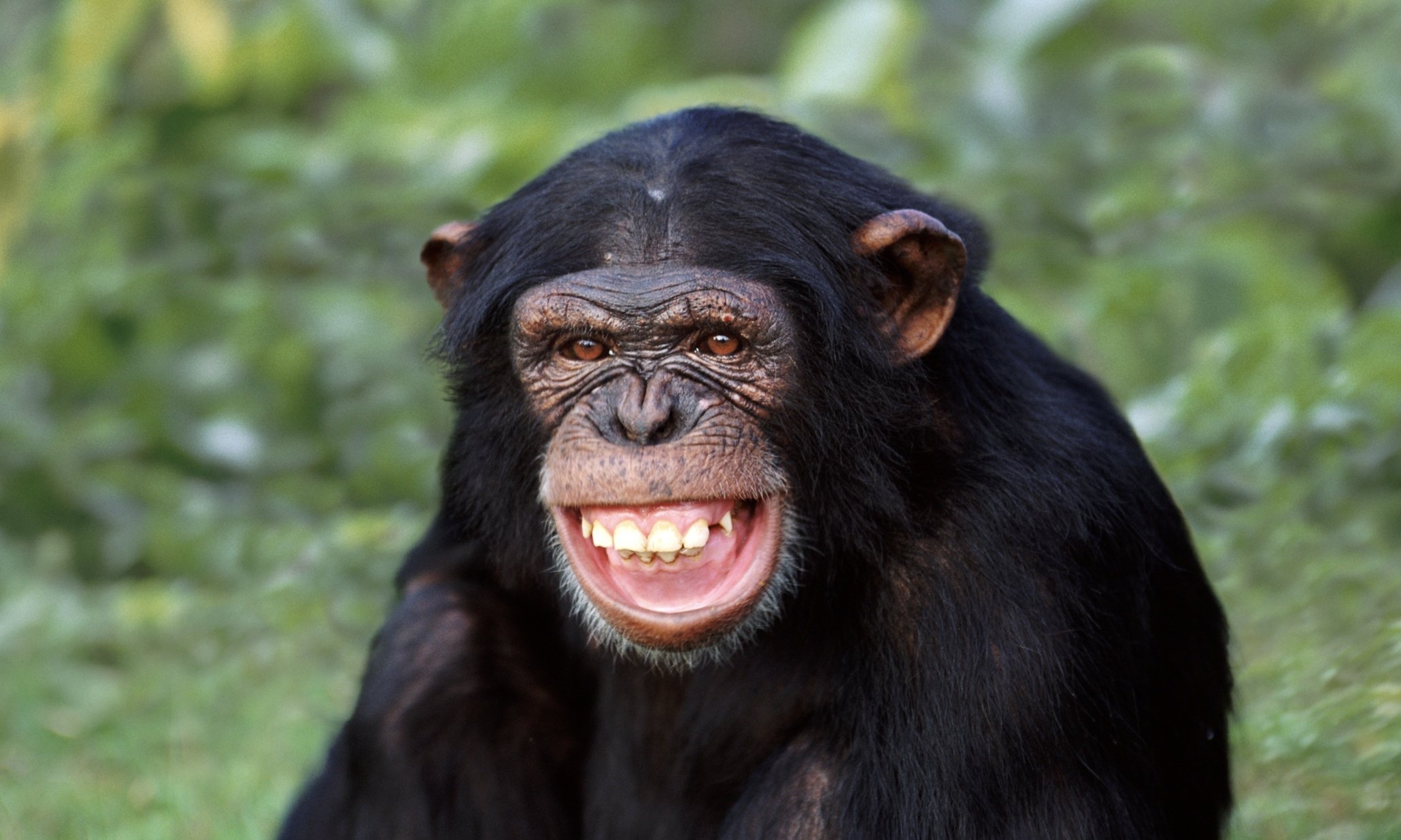 Фото улыбающиеся обезьяны