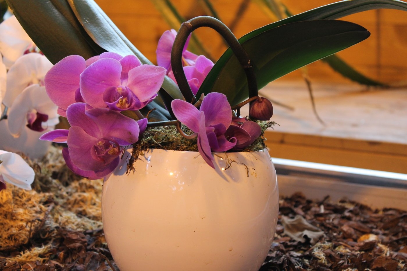Подарили орхидею в горшке. Орхидея Эмоушен. Фаленопсис в горшке. Орхидея Гули. Вазон для орхидей.