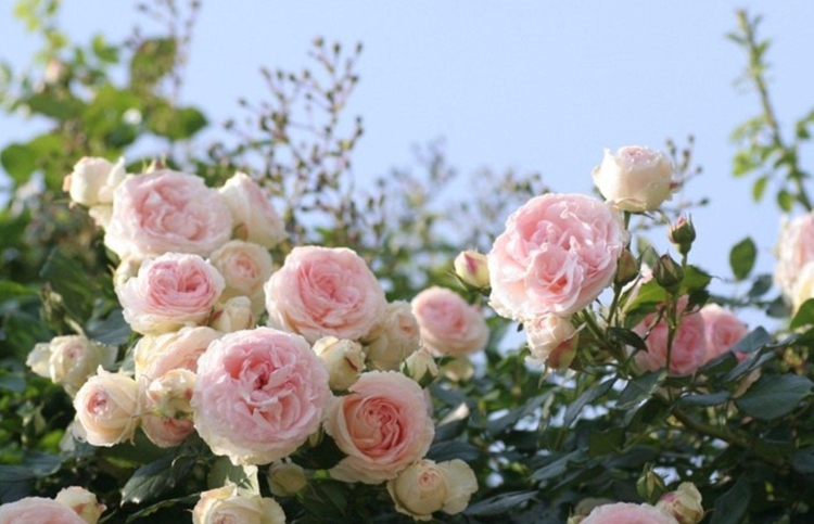 Роза плетистая роуз гарден