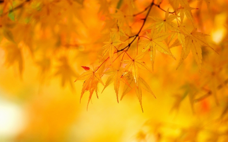 Осенний фон с цветами