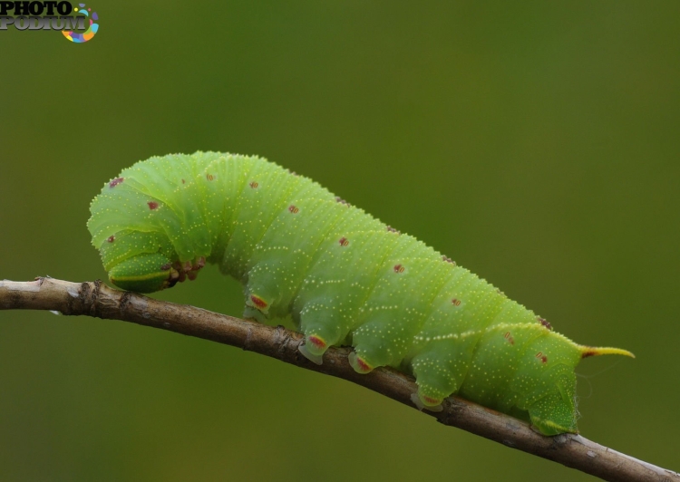 Smerinthus ocellatus гусеница