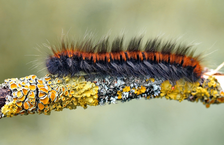 Гусеница бабочки Carthaea saturnioides