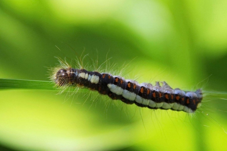 Swallowtail Caterpillar гусеница