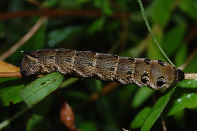 Гарпия большая (Cerura vinula), гусеница