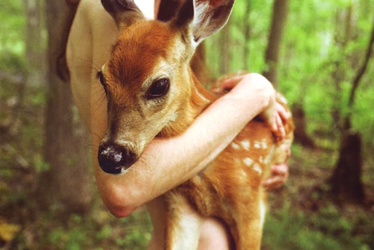 Европейская косуля (capreolus capreolus)