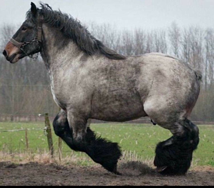 Першероны самые высокие кони в мире