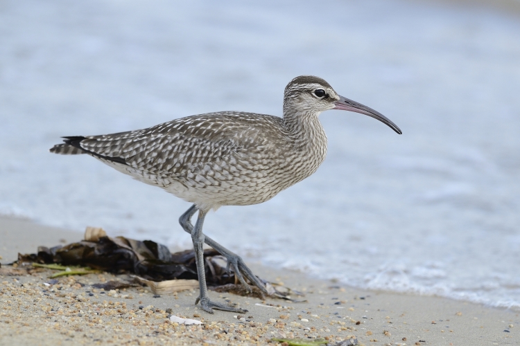 Gallinago stenura