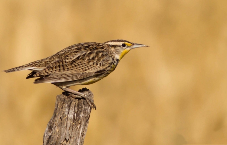 Черныш Tringa ochropus