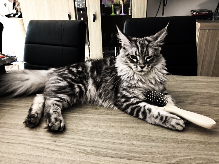 Котята Мейн кун
