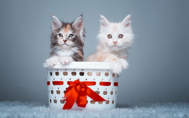 Коты Мейн кун