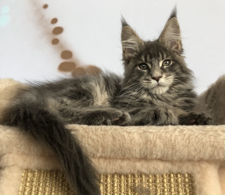 Коты Мейн кун