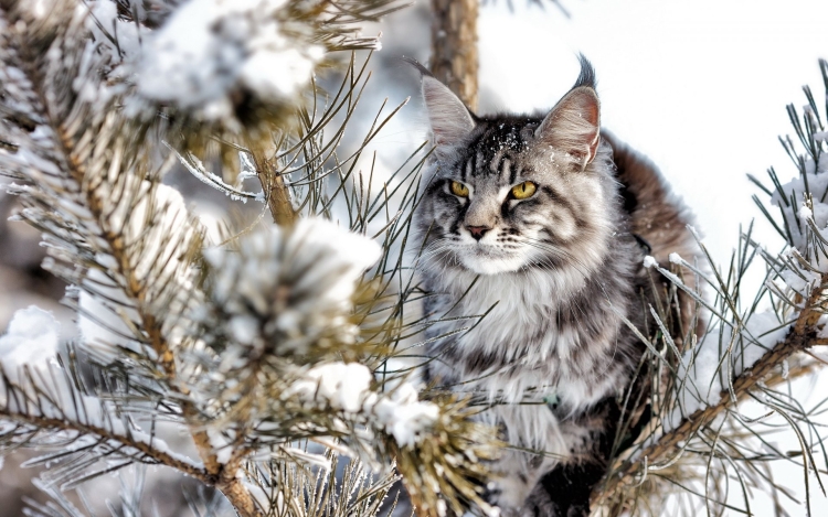 Черная Кошачья лапа с когтями