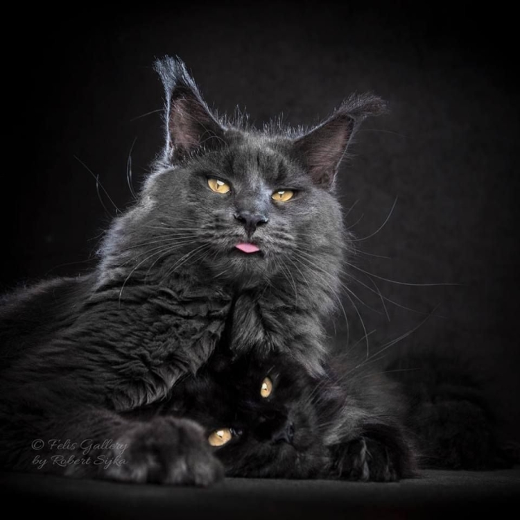 Котята Мейн кун