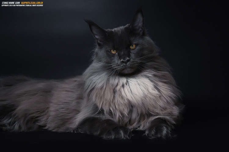 Коты Воители Мейн кун