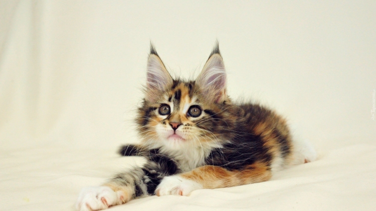 Котики Мейн куны