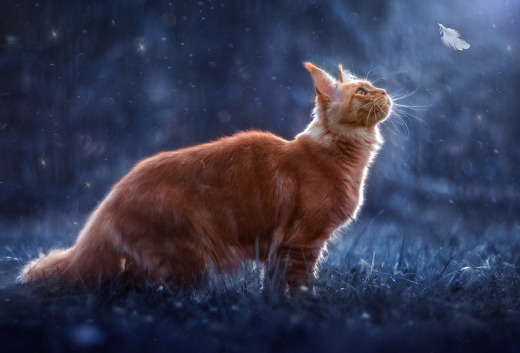 Мейн куны котята