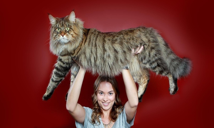 Мейн кун черный