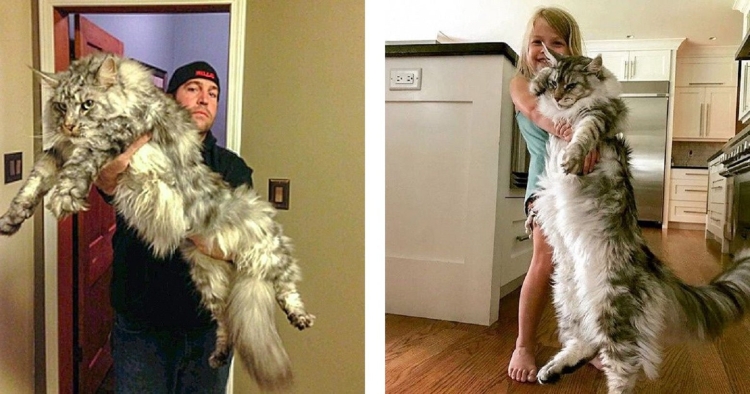 Кошка Мейн кун