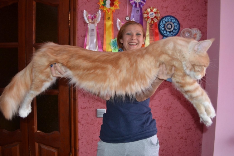 Мейн кун белый кот