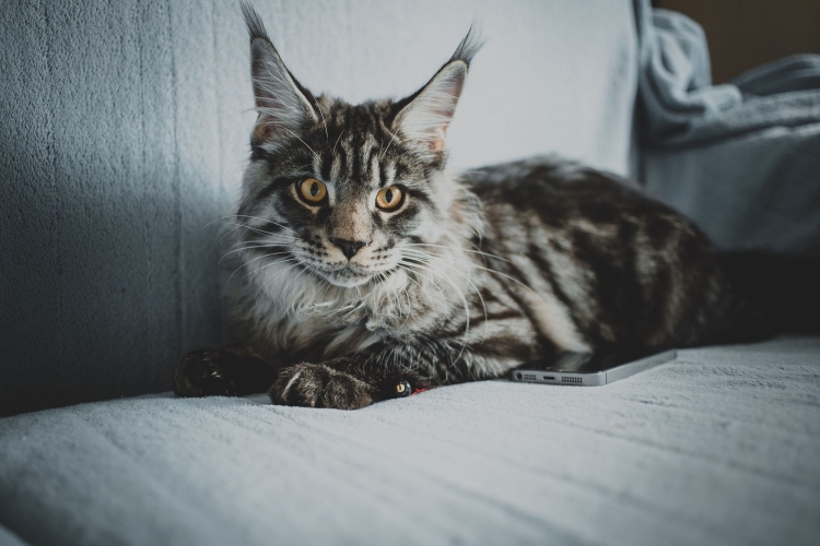 Котики Мейн куны