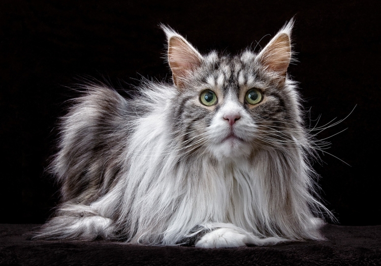 Кошка Мейн кун