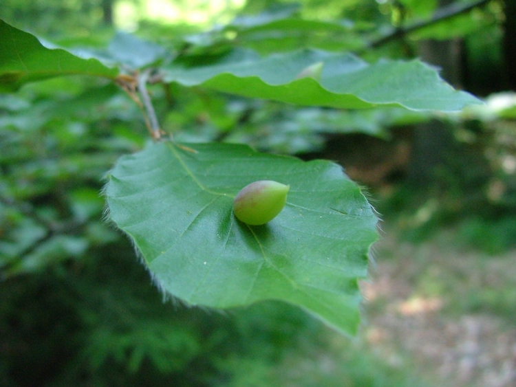 Andricus foecundatrix