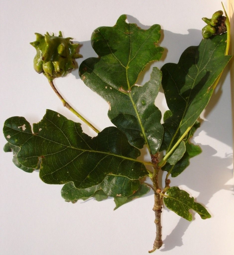 Quercus faginea