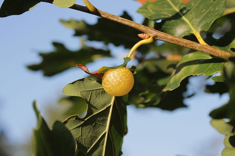 Quercus Alba желуди
