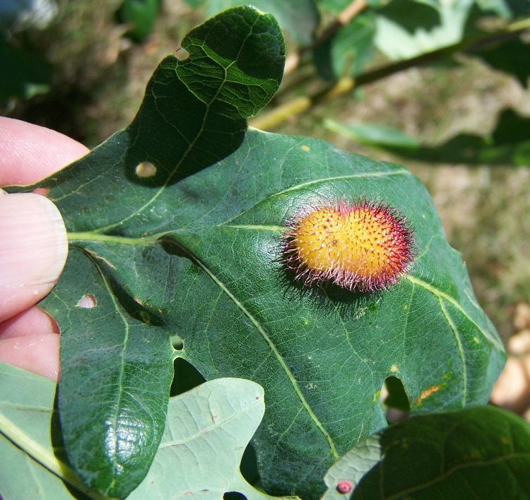 Andricus foecundatrix