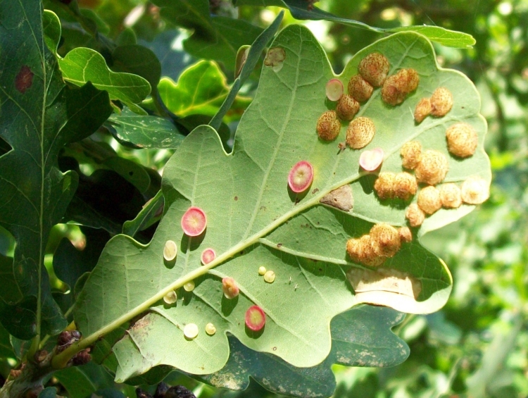 Quercus petraea 'purpurea'