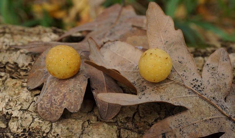 Quercus Robur плод