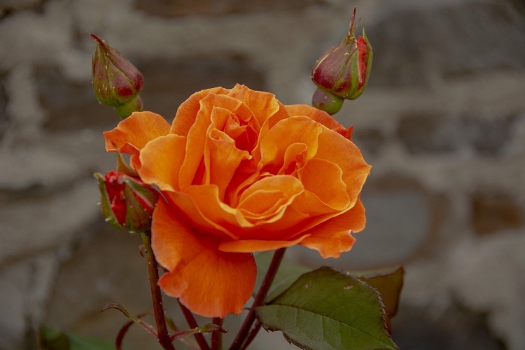 Роза оранж джус