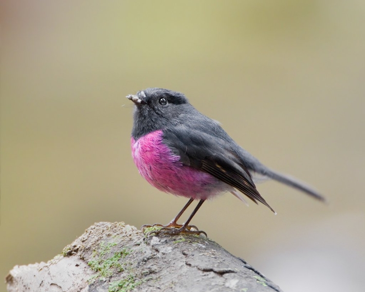 Rosefinch птица