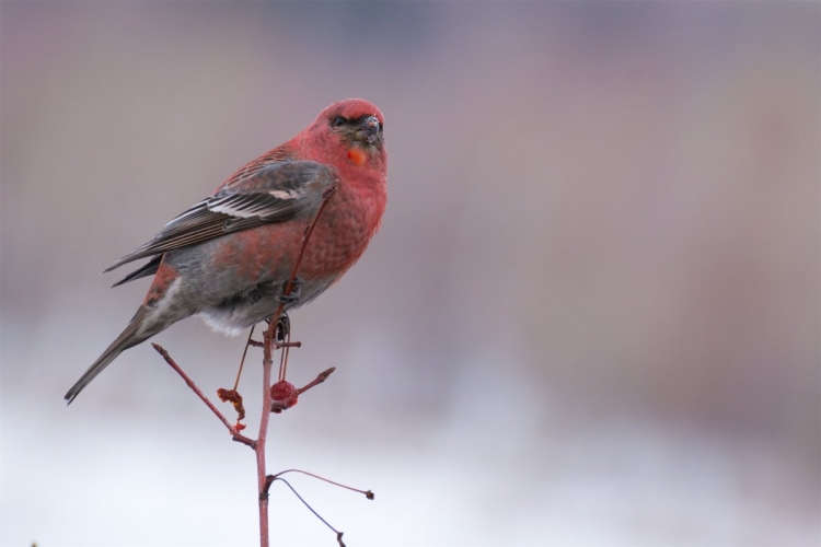Сибирская чечевица (Carpodacus roseus (Pall.)